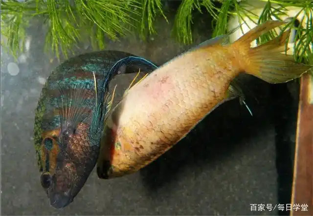 兔子鱼外表鲜艳,性格似老虎,鱼缸不能多养,好斗是它的天性