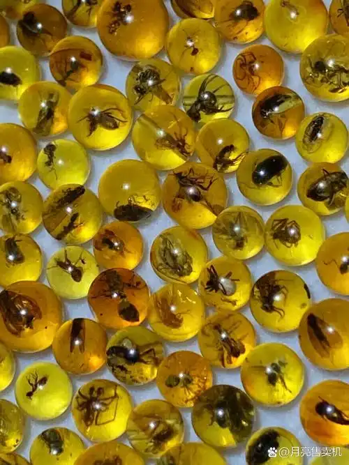 蚊子蚂蚁 苍蝇 甲虫包裹在里边.虫珀也叫灵珀,及其稀有珍贵!重24.