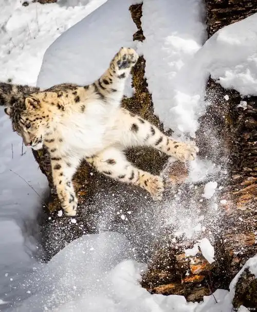 神秘的雪山之王,探秘高原巨兽的神奇世界——雪豹