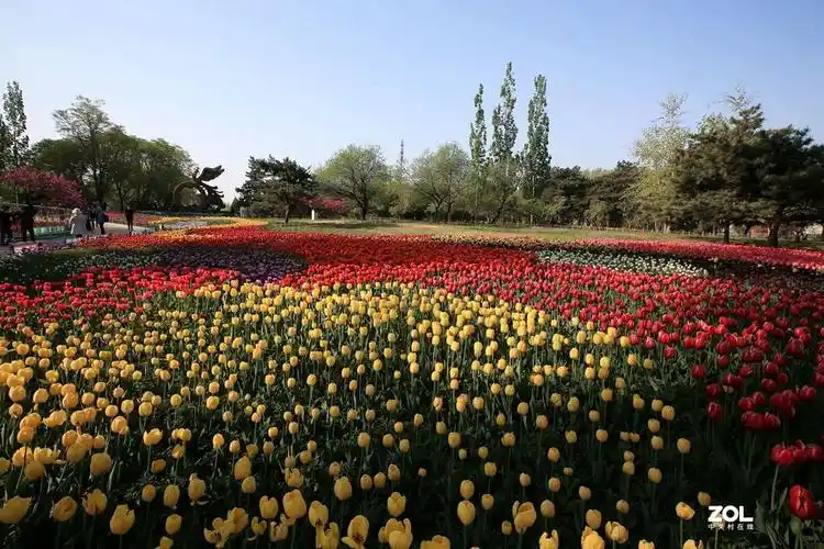 北京植物园的郁金香