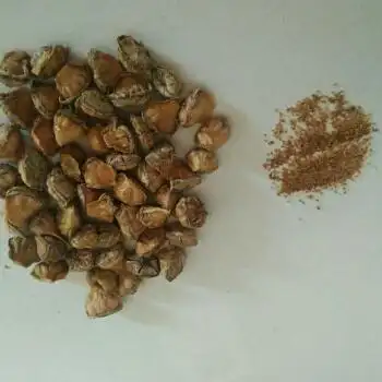 石生花种子生石花种子多肉植物混合种子1000粒