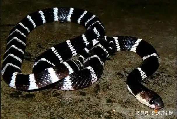 贵州男子被蛇咬伤,提蛇去就医,医生看后发现是黑背白环蛇