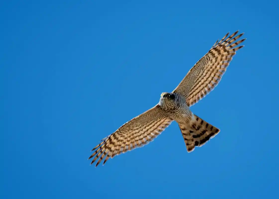 小型猛禽一一雀鹰国家二级保护动物