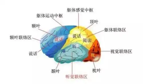 大脑记忆规律,最后一条最关键