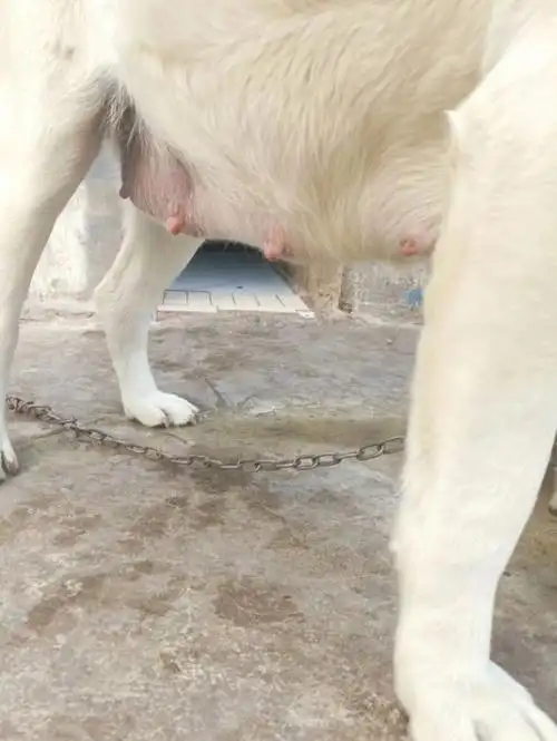 本人在上海奉贤区,单位有公母两只拉布拉多犬,母犬已经确定怀孕一个月