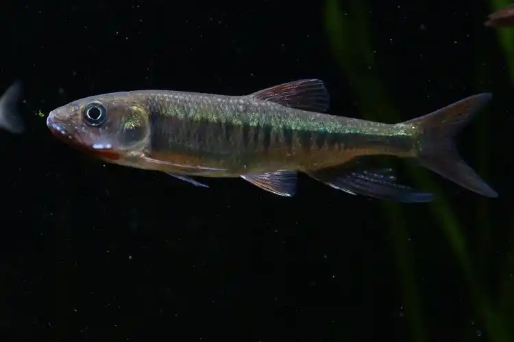 长鳍马口鱲 opsariichthys evolans长鳍马口鱲是除了南方马口鱼以外