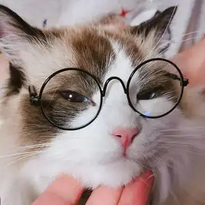 宠物猫咪眼镜图片