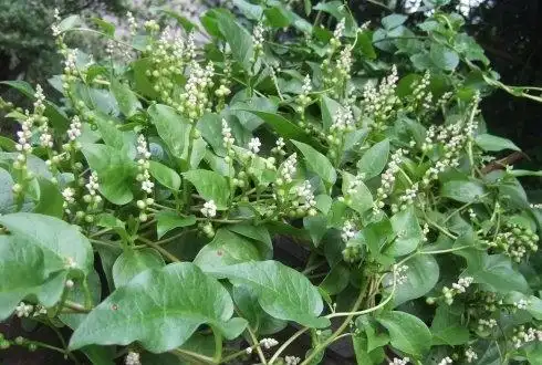 这个是菱角藤,放点大蒜炒就行.味道很不错的.