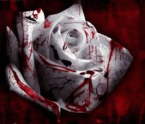 乔叶这是一朵让任何虚艳的形式和繁华的表达都为之黯然失色的无价玫瑰