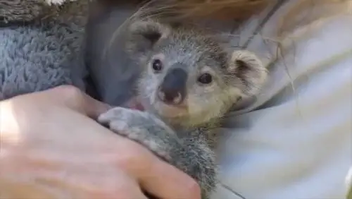 刚出生的考拉宝宝实在是太可爱了