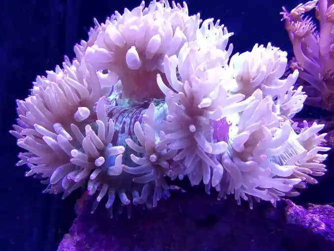 这样的尼罗河是不是光照强了 - lps珊瑚及软体 - cmf海友论坛