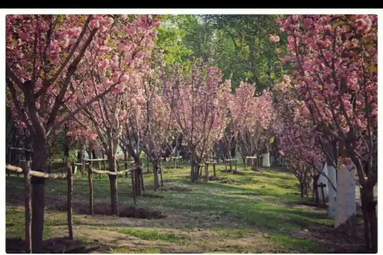 沈阳樱花节和沈水弯一日游