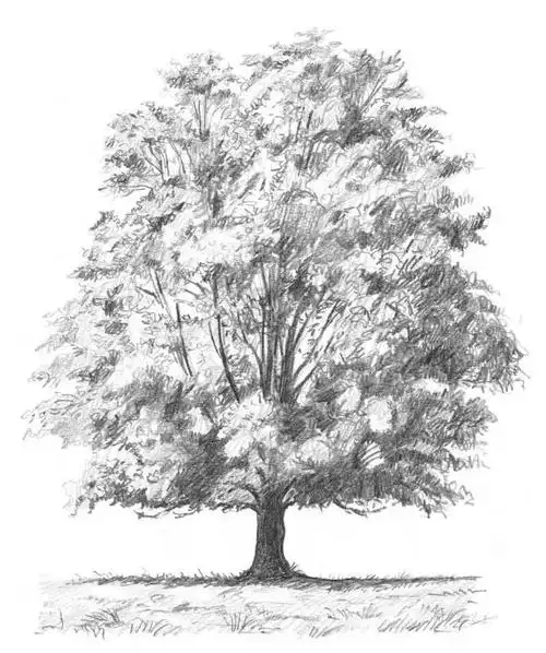 素描简笔画初学者五步画素描详细步骤讲解