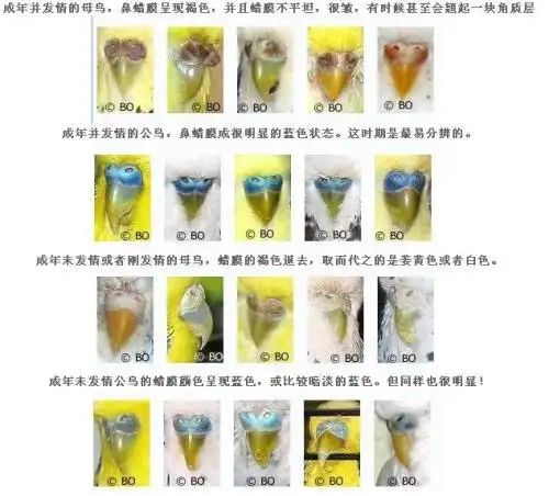 请问一下这2只虎皮鹦鹉是公的还是母的 两只鼻子颜色都很像 就是叫声