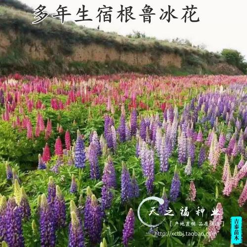 鲁冰花种子羽扇豆种子多叶羽扇豆种子多年生春秋播易种活花卉种子