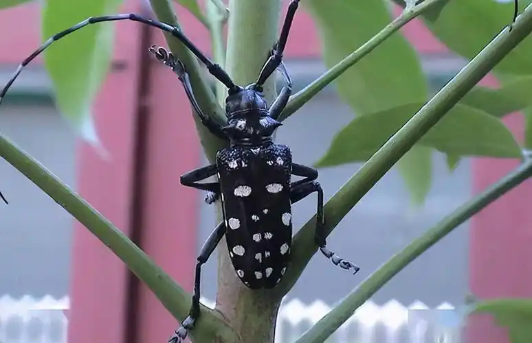 即将进入夏季抵御天牛入侵作物很简单