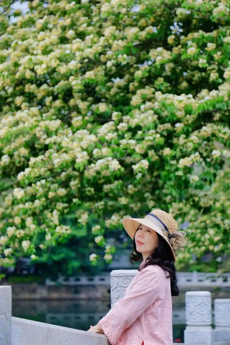 人间四月,鱼木花开,惠州西湖陈公堤的鱼木花盛开了.鱼 - 抖音
