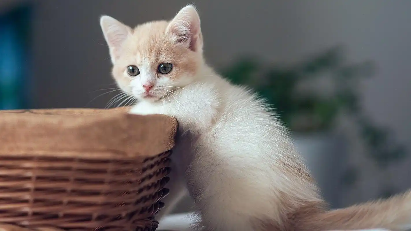 卖萌猫咪桌面壁纸生活中的猫咪