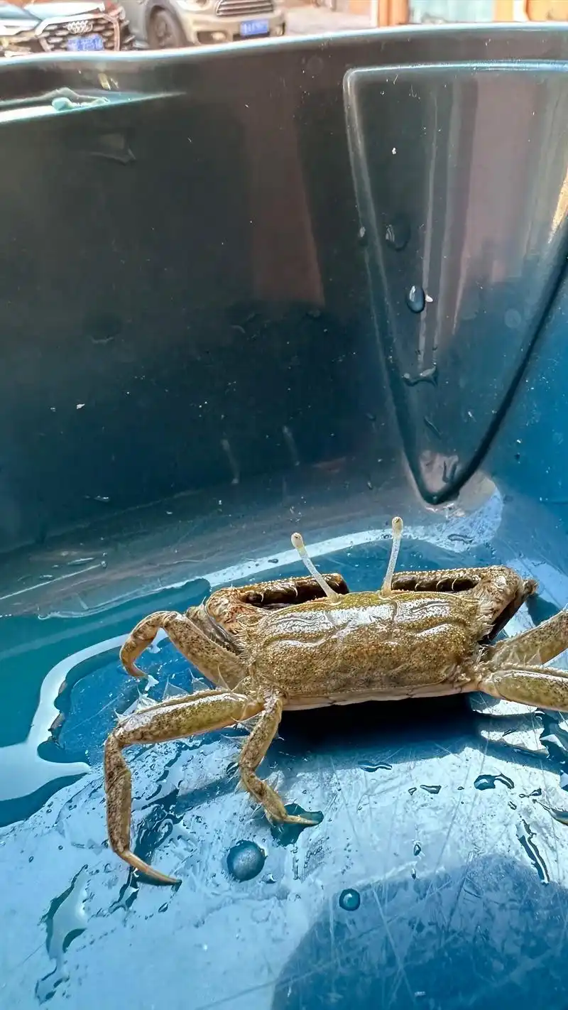 变异螃蟹.求科普,这是什么品种,还是变异了00#奇妙的动物  - 抖音