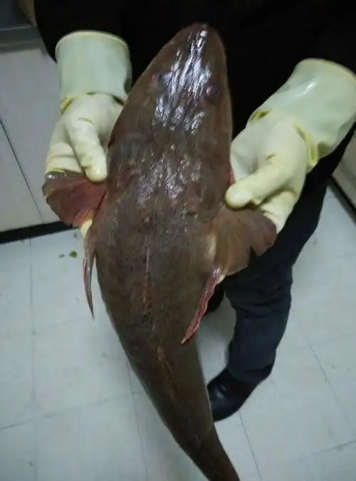 谁知道这是什么鱼?