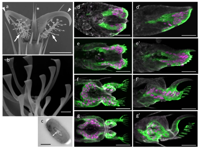 "苍蝇腿毛"启发的粘合剂:低成本,可重复使用!