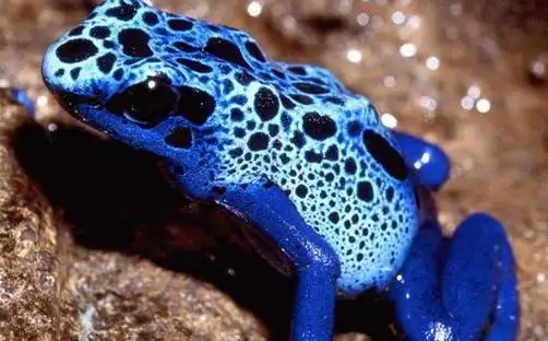 世界上毒性最强的青蛙:钴蓝箭毒蛙 可以做宠物