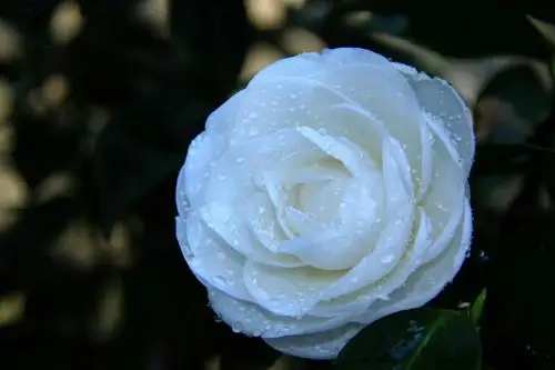 那一年,白色山茶花开得正艳