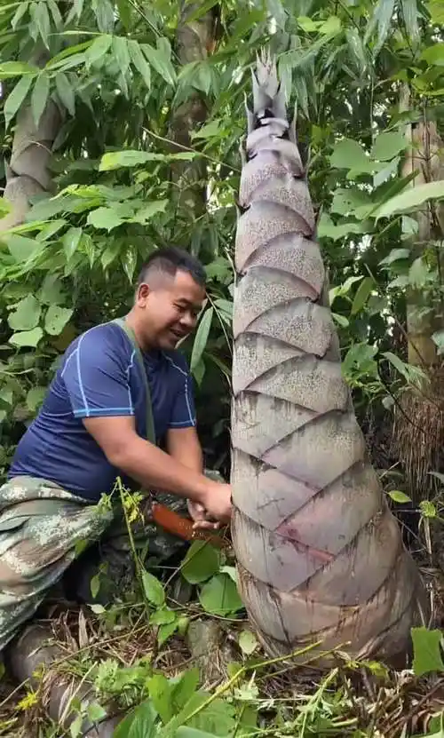 巨龙竹大产业活