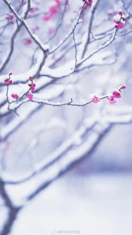 雪梅|高标逸韵君知否,正是层冰积雪时.