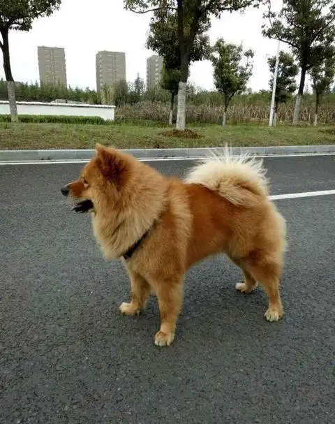 极具天赋的原生松狮犬,应和泰坦尼克号一样,不被遗忘