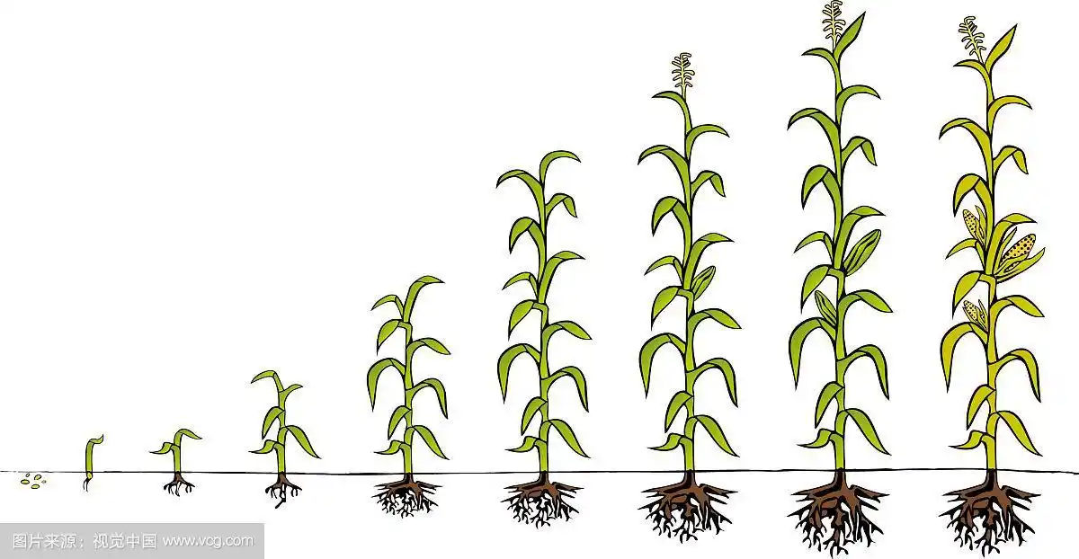 玉米发育图:生长阶段
