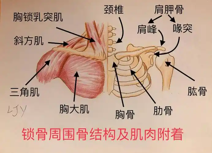 锁骨是什么为啥有人锁骨粗有的细
