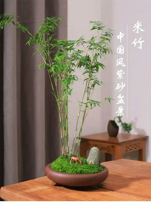 米竹凤尾竹观赏竹办公桌桌面迷你小竹子盆栽绿植苔藓紫砂微型盆景米竹