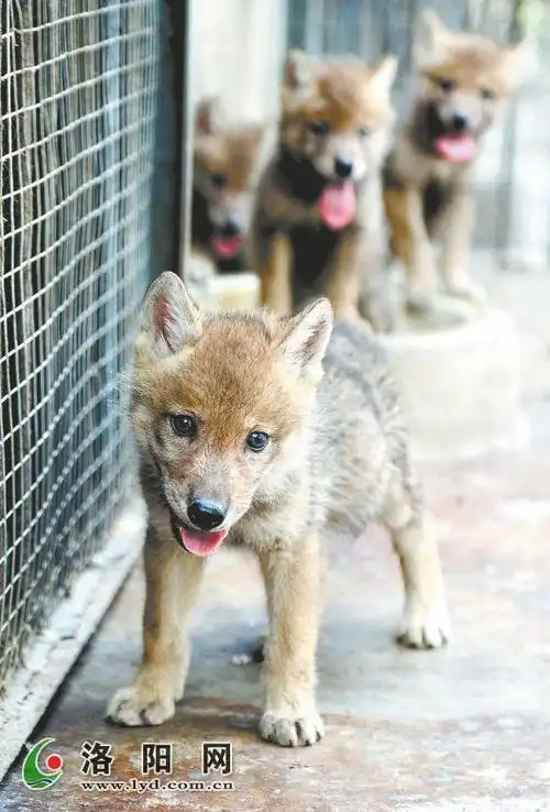 洛阳王城公园4只小狼满月