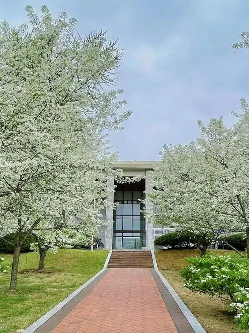 梨花女子大学的梨花开啦