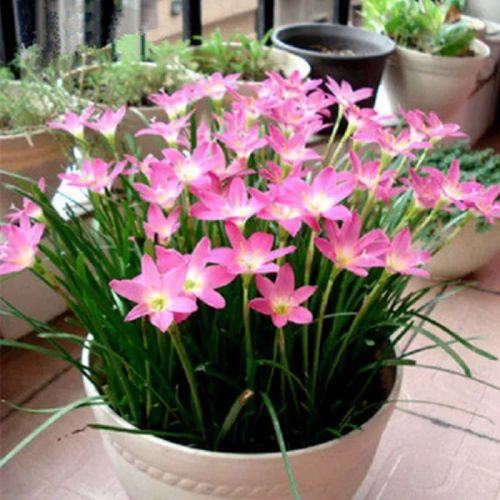 风雨兰种球风雨兰花葱兰盆栽植物花种子花卉室外阳台庭院四季开花