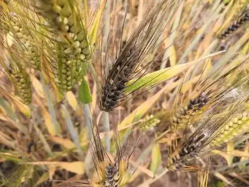 小麦腥黑穗病