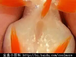 图解金鱼雌雄识别
