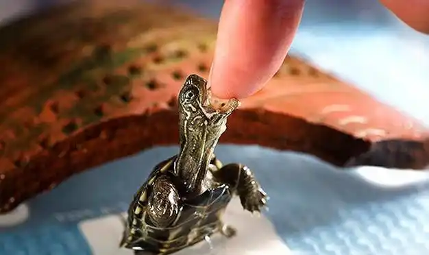 当然,在长期的研究中,关于乌龟的长寿还有很多秘密.