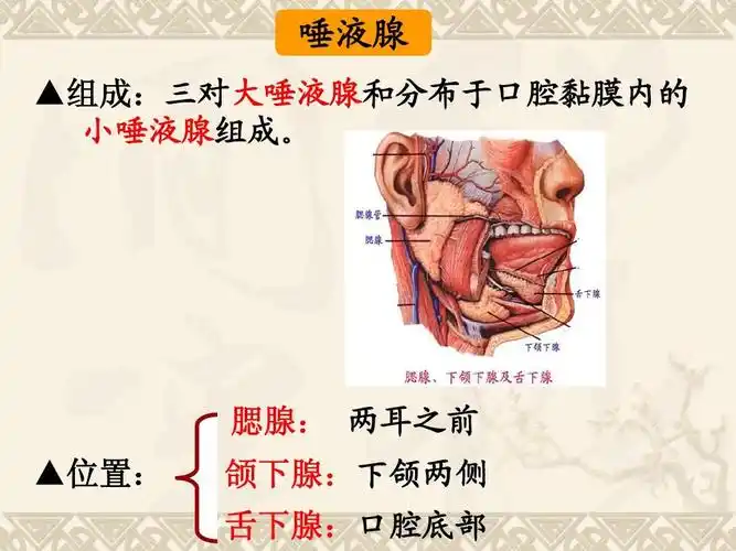 七年级下册8章2节食物的消化和营养物质的吸收一课时精品课件 唾液腺