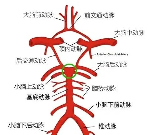 由椎动脉,基底动脉和大脑后动脉及其分支等组成,主要供血给脑干,小脑