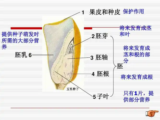 果皮和种皮 保护作用 将来发育成茎 和叶 将来发育成 茎和根的部 分