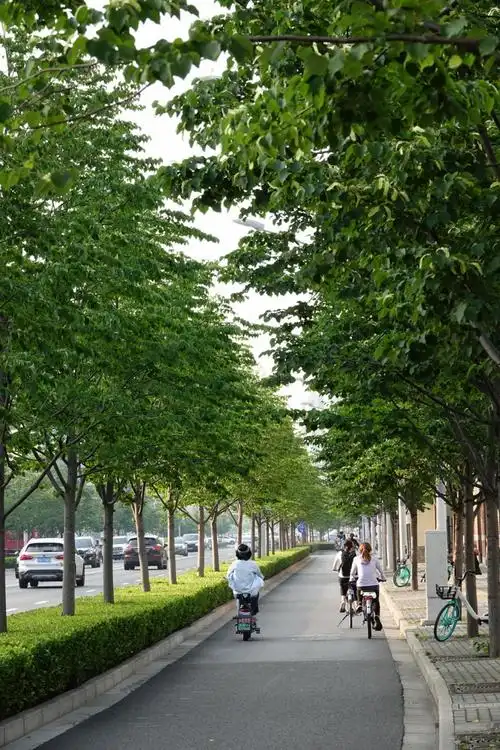 申城的行道树有哪些?为什么会选择这些品种?