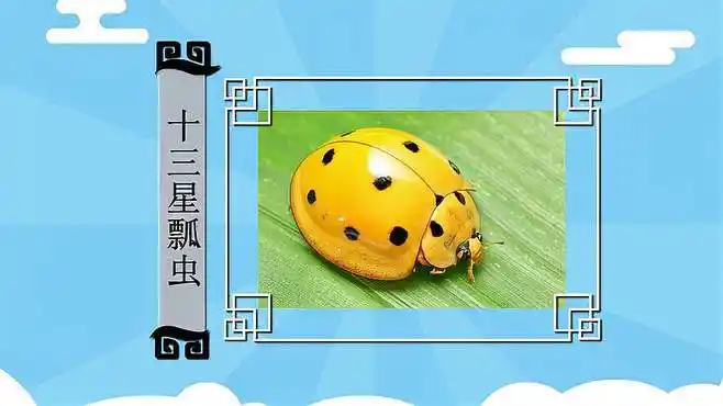 十三星瓢虫:鞘翅目瓢虫科昆虫