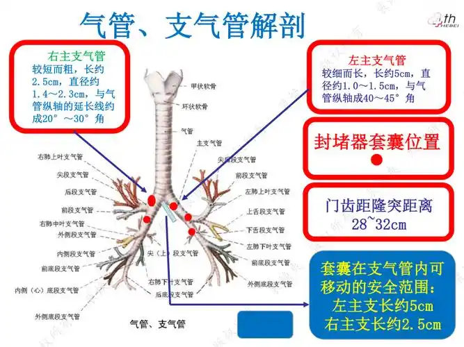 气管,支气管解剖