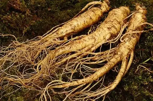 土人参的药用价值