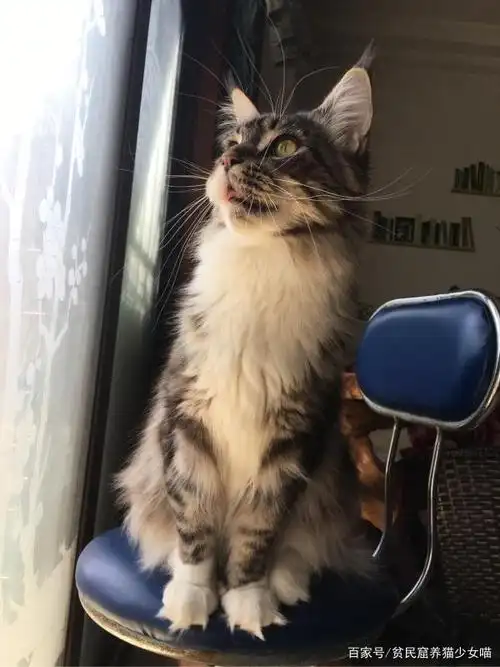 温柔,健硕,易推倒,冬天最好的暖手宝——缅因猫