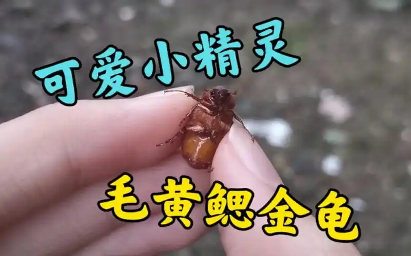 毛黄鳃金龟真的是太可爱了!