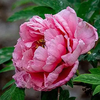 牡丹,洛阳牡丹,花,洛阳,牡丹花,双子叶植物,芍药科,芍药属,植物