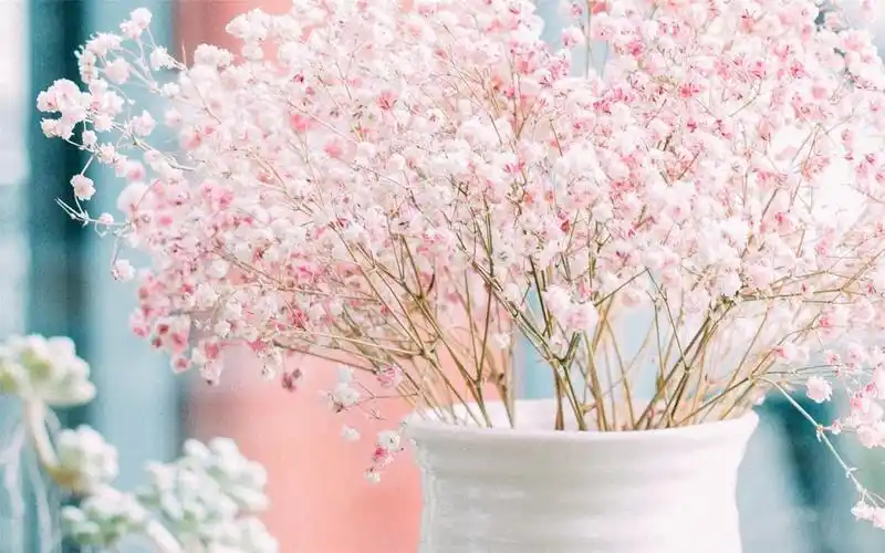 满天星花语,满天星高清图片3000x2000分辨率查看